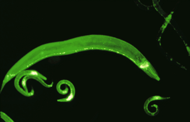 glowing worm